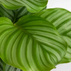 BLOOMIQUE - Calathea orbifolia - plante paon - plante d’intérieur - dépolluante - 40-50 cm de haut - pot 14 cm