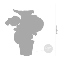 BLOOMIQUE - Calathea orbifolia - plante paon - plante d’intérieur - dépolluante - 40-50 cm de haut - pot 14 cm