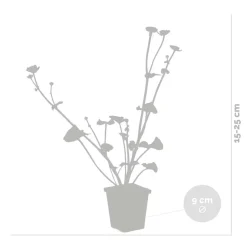 BLOOMIQUE - Caltha palustris - populage des marais - plantes de bassin - rustique - hauteur 15-25 cm - pot 9 cm