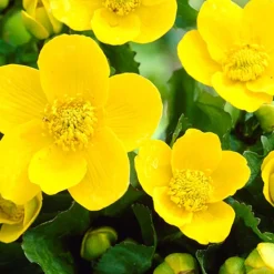 BLOOMIQUE - Caltha palustris - populage des marais - plantes de bassin - rustique - hauteur 15-25 cm - pot 9 cm