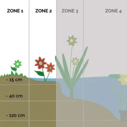 BLOOMIQUE - Caltha palustris - populage des marais - plantes de bassin - rustique - hauteur 15-25 cm - pot 9 cm
