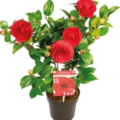 BLOOMIQUE - Camellia japonica 'black lace' - rosier du japon - buisson - persistant - ⌀15 cm - ↕30-35 cm
