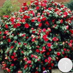BLOOMIQUE - Camellia japonica 'black lace' - rosier du japon - buisson - persistant - ⌀15 cm - ↕30-35 cm