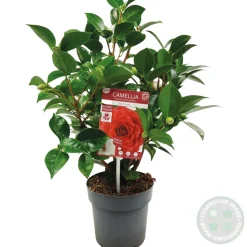 BLOOMIQUE - Camellia japonica 'black lace' - rosier du japon - buisson - persistant - ⌀15 cm - ↕30-35 cm