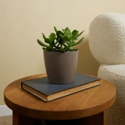 BLOOMIQUE - Crassula ovata arbre magique - plante de jade - plantes d'intérieur - 15-20 cm de haut - pot 12 cm