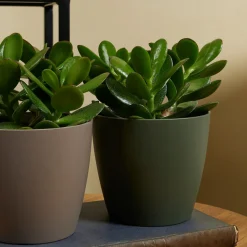 BLOOMIQUE - Crassula ovata arbre magique - plante de jade - plantes d'intérieur - 15-20 cm de haut - pot 12 cm