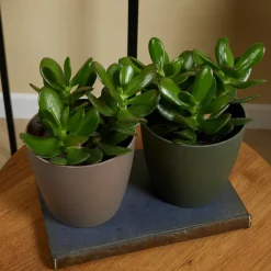 BLOOMIQUE - Crassula ovata arbre magique - plante de jade - plantes d'intérieur - 15-20 cm de haut - pot 12 cm