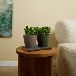 BLOOMIQUE - Crassula ovata arbre magique - plante de jade - plantes d'intérieur - 15-20 cm de haut - pot 12 cm