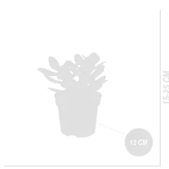 BLOOMIQUE - Crassula ovata arbre magique - plante de jade - plantes d'intérieur - 15-20 cm de haut - pot 12 cm