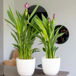 BLOOMIQUE - Curcuma siam - tulipe de siam - plante d’intérieur - dépolluante - 40-50 cm de haut - pot 14 cm