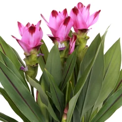 BLOOMIQUE - Curcuma siam - tulipe de siam - plante d’intérieur - dépolluante - 40-50 cm de haut - pot 14 cm