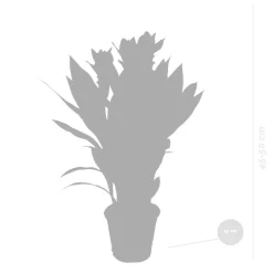 BLOOMIQUE - Curcuma siam - tulipe de siam - plante d’intérieur - dépolluante - 40-50 cm de haut - pot 14 cm