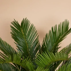 BLOOMIQUE - Cycas revoluta - palmier de la paix - fougère cycas - plantes d'intérieur - très facile d'entretien - 40-50 cm de haut - pot 15 cm