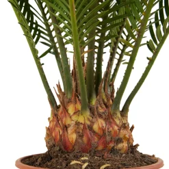 BLOOMIQUE - Cycas revoluta - palmier de la paix - fougère cycas - plantes d'intérieur - très facile d'entretien - 40-50 cm de haut - pot 15 cm