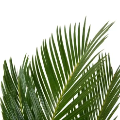 BLOOMIQUE - Cycas revoluta - palmier de la paix - fougère cycas - plantes d'intérieur - très facile d'entretien - 40-50 cm de haut - pot 15 cm