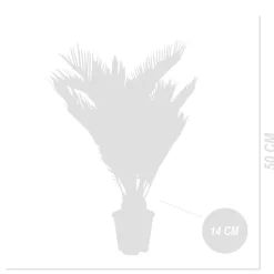 BLOOMIQUE - Cycas revoluta - palmier de la paix - fougère cycas - plantes d'intérieur - très facile d'entretien - 40-50 cm de haut - pot 15 cm