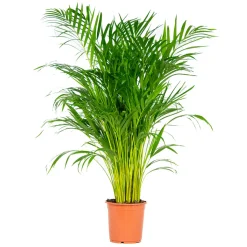 BLOOMIQUE - Dypsis lutescens - palmier areca - plantes d’intérieur - hauteur 100-110 cm - pot 21 cm