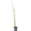 BLOOMIQUE - Equisetum japonicum - prêle du japon - plantes de bassin - hauteur 20-30 cm - pot 9 cm