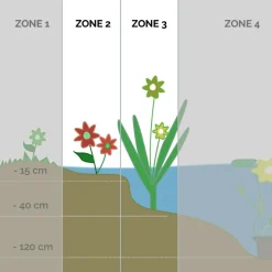BLOOMIQUE - Equisetum japonicum - prêle du japon - plantes de bassin - hauteur 20-30 cm - pot 9 cm
