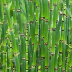 BLOOMIQUE - Equisetum japonicum - prêle du japon - plantes de bassin - hauteur 20-30 cm - pot 9 cm