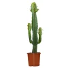 BLOOMIQUE - Euphorbia acrurensis - euphorbe - cactus cowboy - plante cactus - hauteur 60-70 cm - pot 17 cm