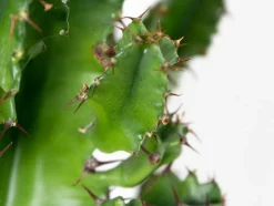BLOOMIQUE - Euphorbia acrurensis - euphorbe - cactus cowboy - plante cactus - hauteur 60-70 cm - pot 17 cm