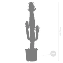 BLOOMIQUE - Euphorbia acrurensis - euphorbe - cactus cowboy - plante cactus - hauteur 60-70 cm - pot 17 cm