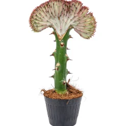 BLOOMIQUE - Euphorbia lactea cristata - cactus - plante d'intérieur - dépolluante - 20-30 cm de haut - pot 11 cm