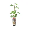 BLOOMIQUE - Ficus carica 'brown turkey' - figuier - arbres fruitiers - ⌀14 cm - hauteur 60-70cm