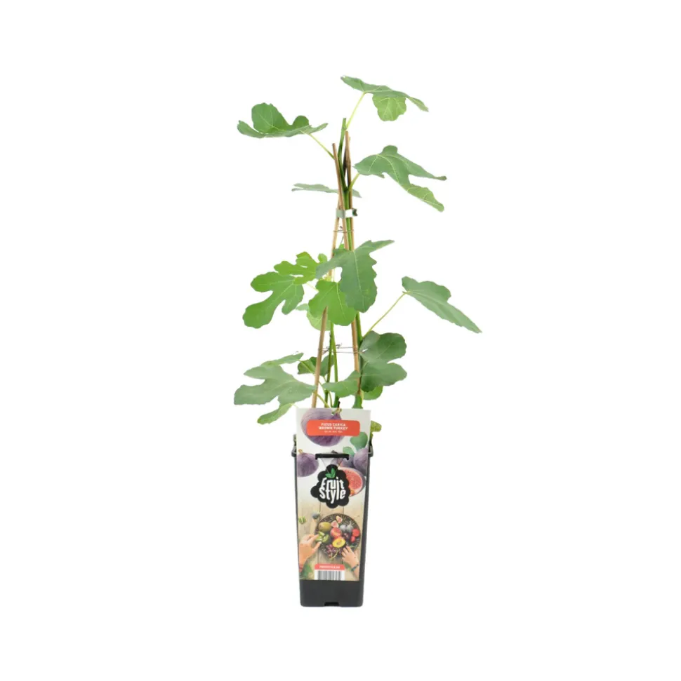 BLOOMIQUE - Ficus carica 'brown turkey' - figuier - arbres fruitiers - ⌀14 cm - hauteur 60-70cm