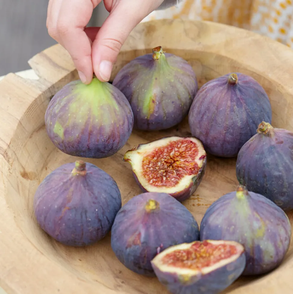 BLOOMIQUE - Ficus carica 'brown turkey' - figuier - arbres fruitiers - ⌀14 cm - hauteur 60-70cm