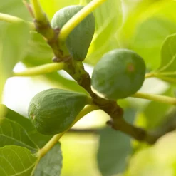 BLOOMIQUE - Ficus carica 'brown turkey' - figuier - arbres fruitiers - ⌀14 cm - hauteur 60-70cm