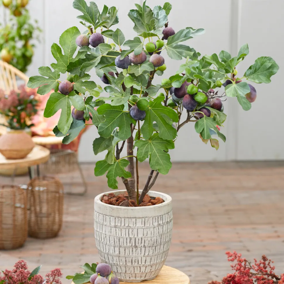 BLOOMIQUE - Ficus carica 'brown turkey' - figuier - arbres fruitiers - ⌀14 cm - hauteur 60-70cm