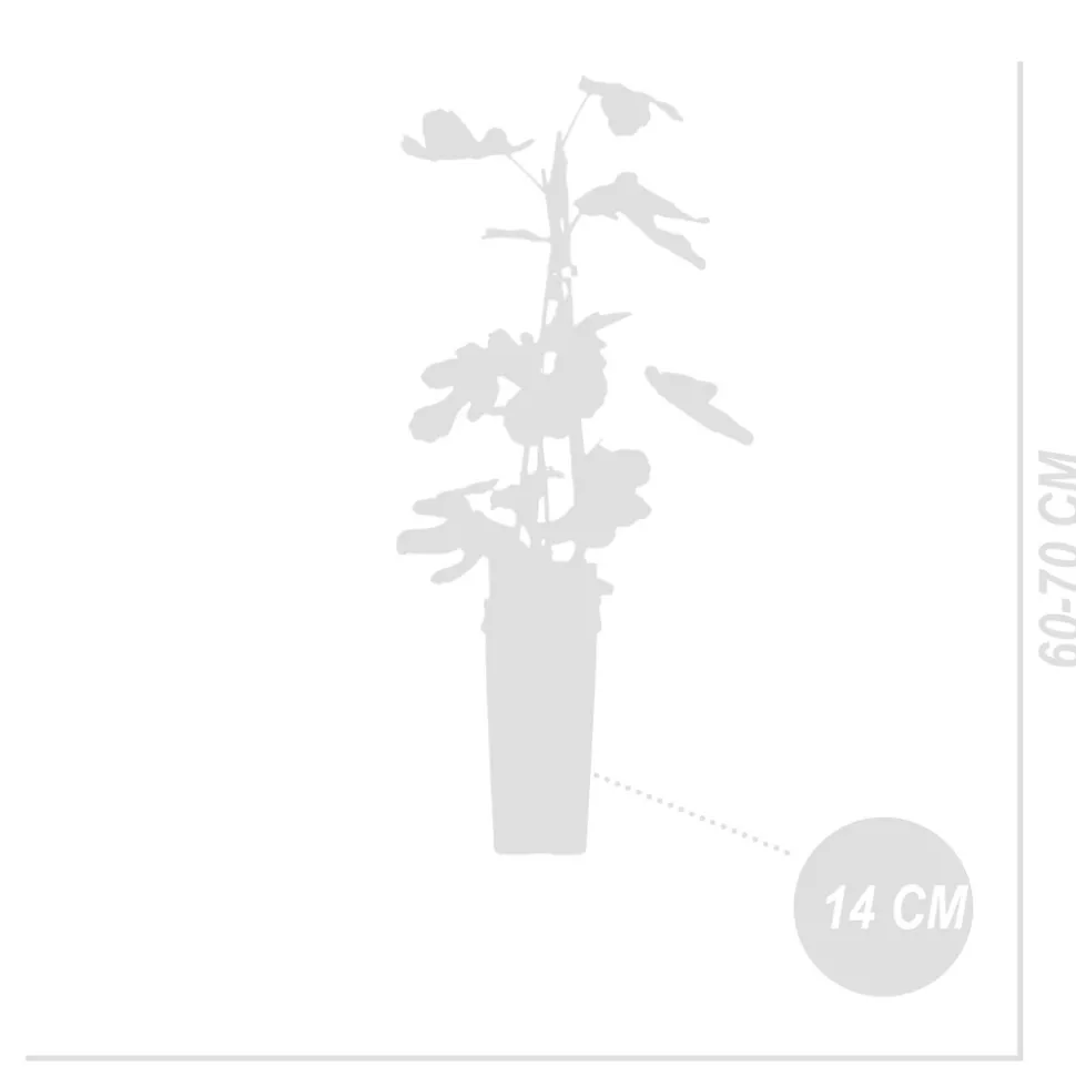 BLOOMIQUE - Ficus carica 'brown turkey' - figuier - arbres fruitiers - ⌀14 cm - hauteur 60-70cm