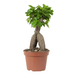 BLOOMIQUE - Ficus ginseng - bonsaï - plantes d’intérieur - dépolluante - 25-35 cm de haut - pot 15 cm