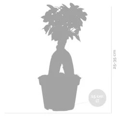 BLOOMIQUE - Ficus ginseng - bonsaï - plantes d’intérieur - dépolluante - 25-35 cm de haut - pot 15 cm