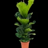 BLOOMIQUE - Ficus lyrata - figuier lyre - plante d’intérieur - dépolluante - pot 21 cm - hauteur 80-100 cm
