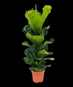 BLOOMIQUE - Ficus lyrata - figuier lyre - plante d’intérieur - dépolluante - pot 21 cm - hauteur 80-100 cm