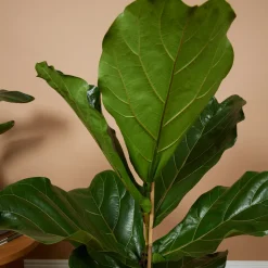 BLOOMIQUE - Ficus lyrata - figuier lyre - plante d’intérieur - dépolluante - pot 21 cm - hauteur 80-100 cm