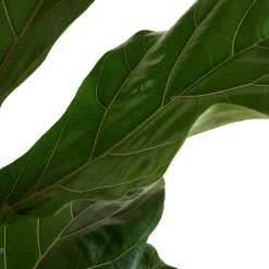 BLOOMIQUE - Ficus lyrata - figuier lyre - plante d’intérieur - dépolluante - pot 21 cm - hauteur 80-100 cm