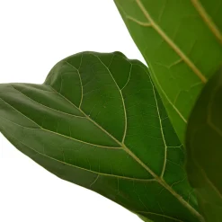 BLOOMIQUE - Ficus lyrata - figuier lyre - plante d’intérieur - dépolluante - pot 21 cm - hauteur 80-100 cm