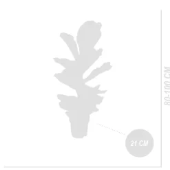 BLOOMIQUE - Ficus lyrata - figuier lyre - plante d’intérieur - dépolluante - pot 21 cm - hauteur 80-100 cm
