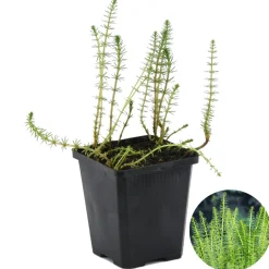 BLOOMIQUE - Hippuris vulgaris - hippuride - plantes de bassin - hauteur 10-20 cm - pot 11 cm