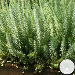 BLOOMIQUE - Hippuris vulgaris - hippuride - plantes de bassin - hauteur 10-20 cm - pot 11 cm