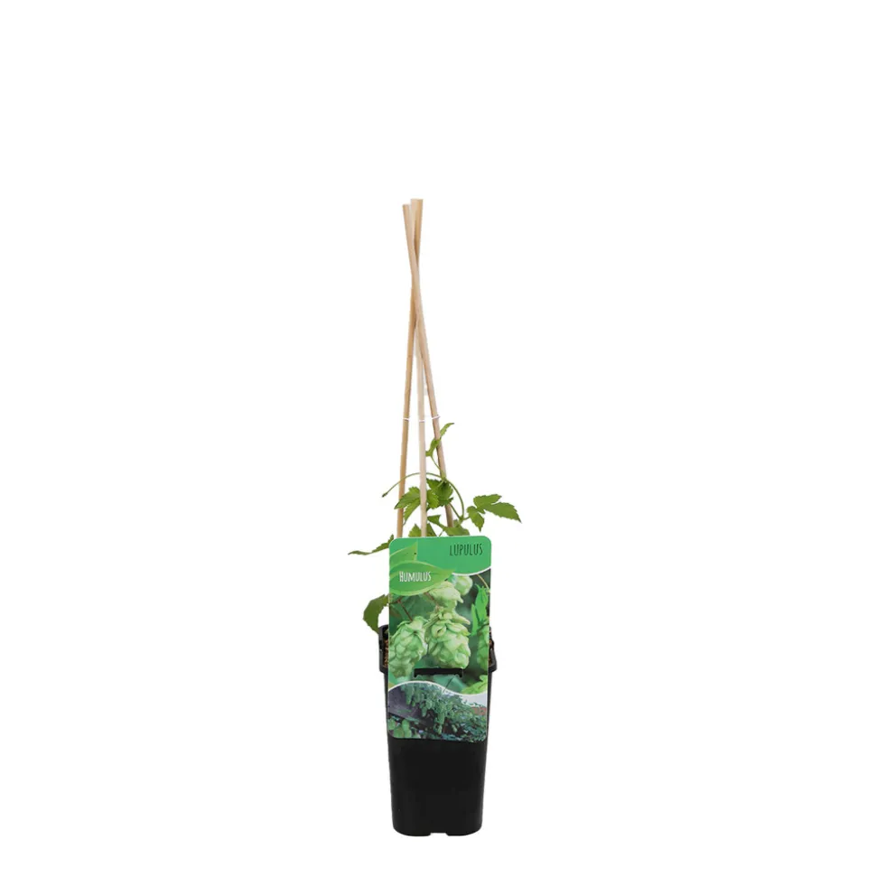 BLOOMIQUE - Humulus lupulus - plante de houblon - pot 15 cm - 70-80 cm de haut