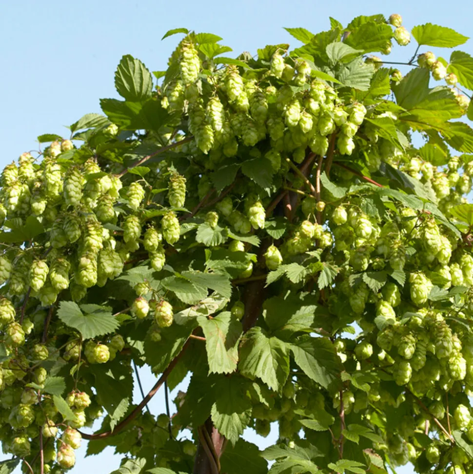 BLOOMIQUE - Humulus lupulus - plante de houblon - pot 15 cm - 70-80 cm de haut