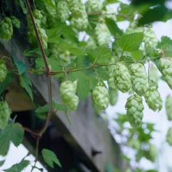 BLOOMIQUE - Humulus lupulus - plante de houblon - pot 15 cm - 70-80 cm de haut