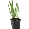 BLOOMIQUE - Iris kaempferi - iris du japon - violet - plantes de bassin - hauteur 20-30 cm - pot 9 cm