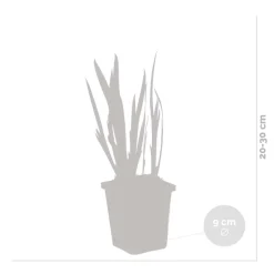 BLOOMIQUE - Iris kaempferi - iris du japon - violet - plantes de bassin - hauteur 20-30 cm - pot 9 cm