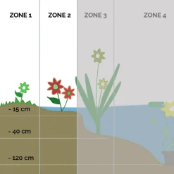 BLOOMIQUE - Iris kaempferi - iris du japon - violet - plantes de bassin - hauteur 20-30 cm - pot 9 cm